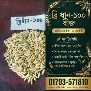 ব্রি ধান – ১০০ (২ কেজি)