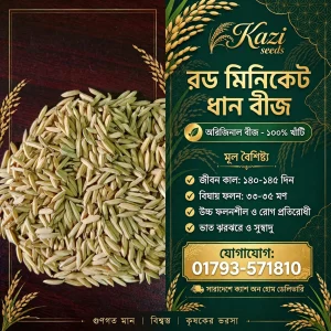 ইন্ডিয়ান রড মিনিকেট (২ কেজি)